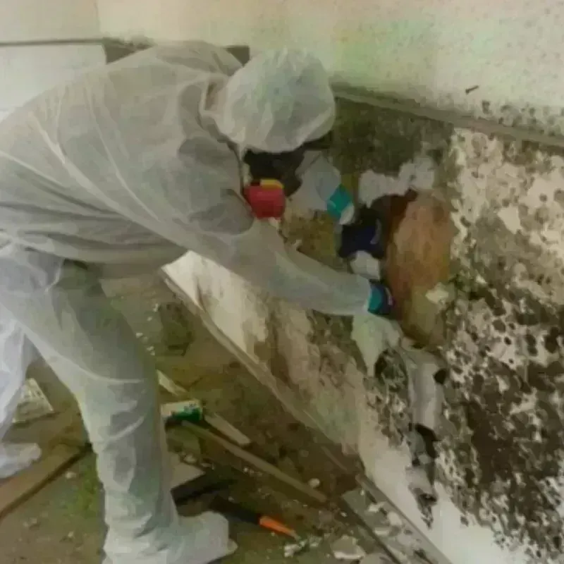 Mold Remediation and Removal in Conway, SC